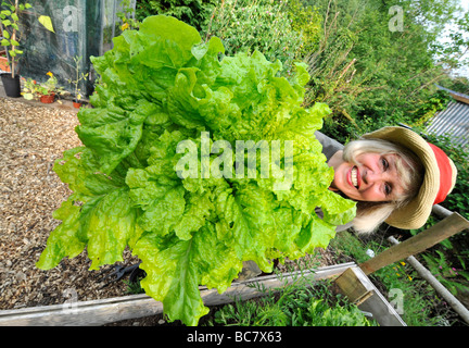 Ein weibliche britische Gärtner hält einen riesigen Salat angebaut in Hochbeeten, uk Stockfoto