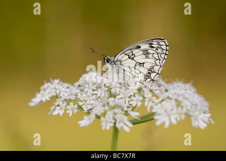 Marmoriert, weiß Melanargia Galathea Schmetterling Schlafplatz auf Stängelpflanzen, Herefordshire, England. Stockfoto