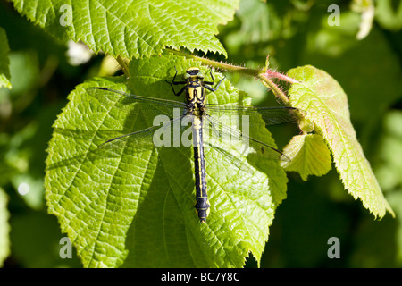 Club-tailed Libelle Befestigung Vulgatissimus ruht auf Vegetation im Morgenlicht, Haugh Wood, Herefordshire, England. Stockfoto