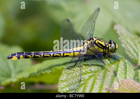 Club-tailed Libelle Befestigung Vulgatissimus ruht auf Vegetation im Morgenlicht, Haugh Wood, Herefordshire, England. Stockfoto