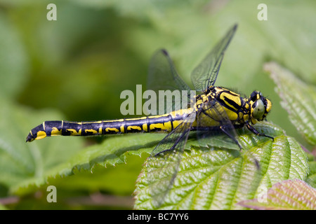 Club-tailed Libelle Befestigung Vulgatissimus ruht auf Vegetation im Morgenlicht, Haugh Wood, Herefordshire, England. Stockfoto