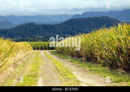 Zuckerrohr-Ernte nähert sich Erntezeit im Tweed-Tal Stockfoto