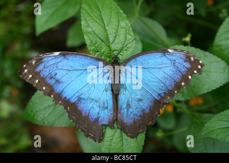 Peleides Blue Morpho Morpho Peleides Schmetterling genommen im Zoo von Chester, England, UK Stockfoto