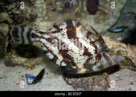 Borstenschwanzfilefisch Acreichthys tomentosus Stockfoto