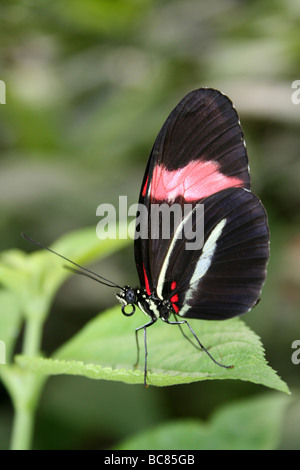 Postbote Heliconius Melpomene imitiert Farbe Form von Heliconius Erato genommen im Zoo von Chester, England, UK Stockfoto