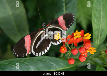 Postbote Heliconius Melpomene imitiert Farbe Form von Heliconius Erato genommen im Zoo von Chester, England, UK Stockfoto