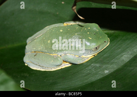 Herrliche Blatt Frosch Cruziohyla Calcarifer Taken an Chester Zoo, England, UK Stockfoto