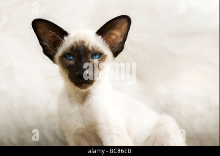 Porträt eines schönen siamesische Katze Kitten Stockfoto