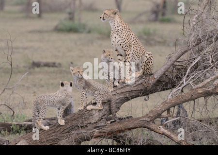 Stock Foto von einem Geparden und jungen sitzen auf einem Baumstamm Ndutu, Ngorongoro Conservation Area, Tansania, Februar 2009. Stockfoto