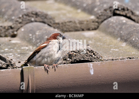 Ein männlicher Haussperling sitzt auf der Dachrinne eines Daches. Stockfoto