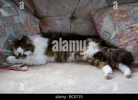 Eine schlafende Katze, ausgestreckt auf einem Sofa mit Kissen. Stockfoto