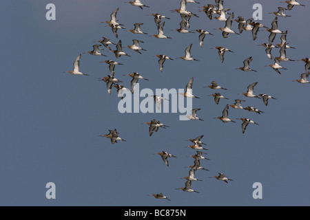 Schwarz tailed Godwits im Flug über North Norfolk Küste. Stockfoto