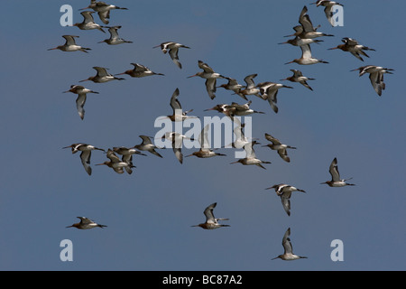 Schwarz tailed Godwits im Flug über North Norfolk Küste. Stockfoto