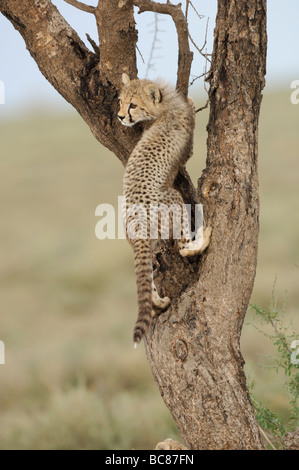 Stock Foto von einem Geparden Cub Kletterbaum, Ndutu, Tansania Stockfoto