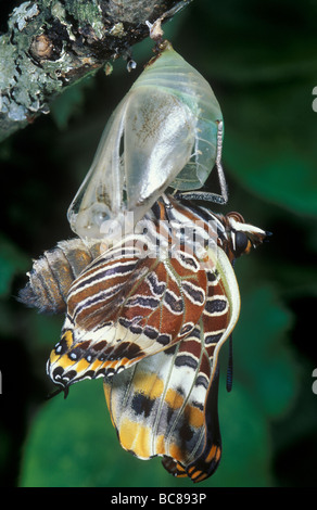 Schmetterling aus seiner Puppe Stockfoto