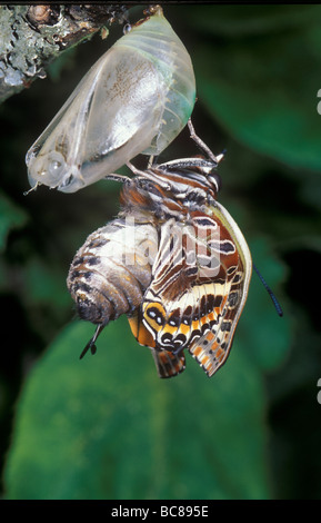 Schmetterling aus seiner Puppe Stockfoto