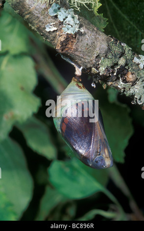 Schmetterling Chrysalis an einem Ast hängen Stockfoto