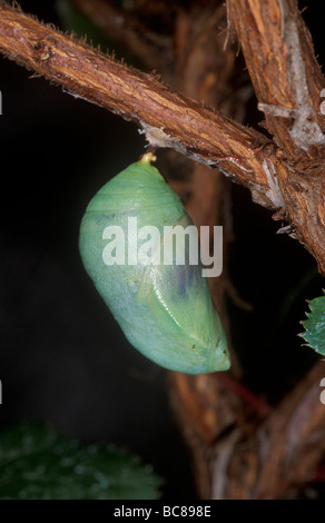 Grüner Schmetterling Chrysalis an einem Ast hängen Stockfoto