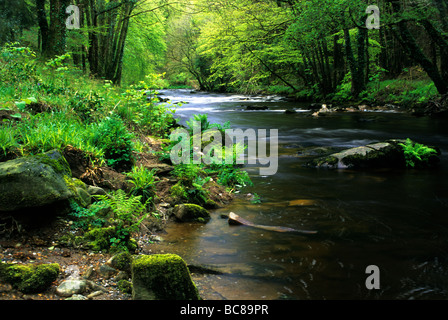 Der Fluß Tavy im Frühjahr auf Shilla Mill in der Nähe von Tavistock, Devon Stockfoto