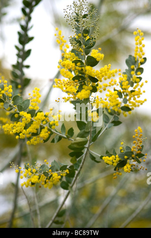 Akazie in voller Blüte Stockfoto