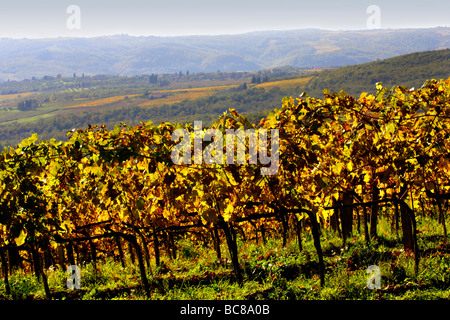 Grape Vines landscape in Autumn Tuscany Italy Stockfoto