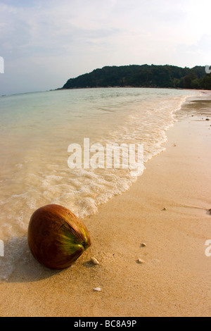 Kokosnuss am Rand des Wassers am weißen Sandstrand. Stockfoto