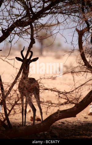 Männliche Litocranius Walleri oder Gerenuk Antilope versteckt in einem Busch in der Nord-Kenia-Wüste Stockfoto