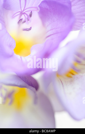 Zart duftend lila Freesie weich ätherisch Kunstfotografie Stockfoto