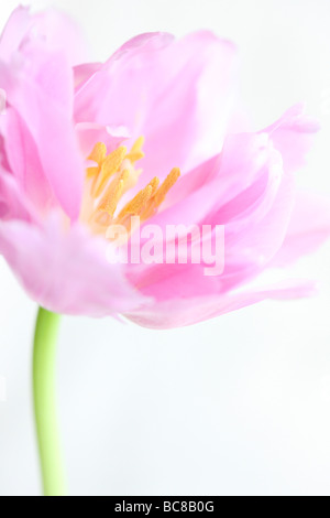 lila Perfektion Tulpe Portraitfotografie freifliessenden ätherischen bildende Kunst Stockfoto