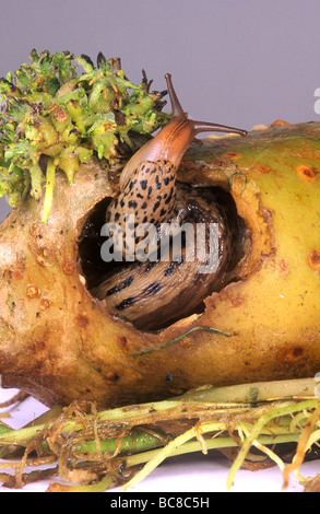 Leopard Slug, Limax Maximus, Fütterung auf eine Kartoffel Stockfoto