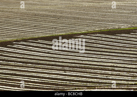 Plastikplanen an den jungen Trieben in einem Feld Stockfoto