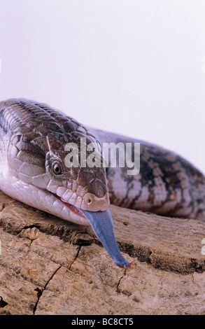 Blaue genutet Skink Tiliqua scincoides Stockfoto