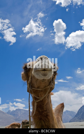 Baktrischen Kamel. Hunder. Nubra Valley. Ladakh. Indien Stockfoto