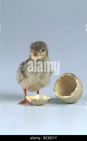 Ein Fasan Küken aus einer Eierschale Stockfoto