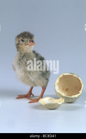 Ein Fasan Küken aus einer Eierschale Stockfoto