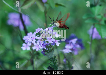 Kolibri Moth überfahren und ernähren sich von Phlox Blumen Flat Rock Zeder Glade State Natural Area Tennessee Stockfoto