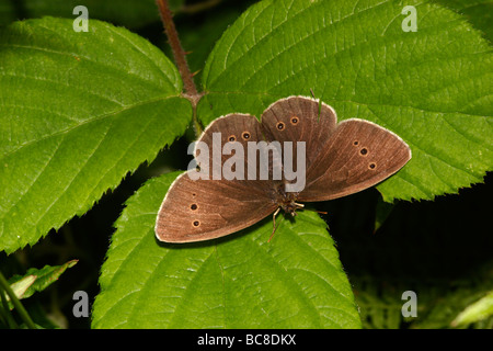 Ringel Schmetterling Aphantopus Hyperantus Augenfalter weibliche basking UK Stockfoto