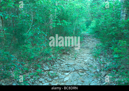 Scenic View Trail durch Flat Rock Zeder Glade State Natural Area Tennessee Stockfoto