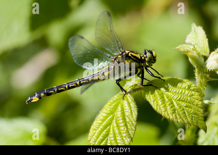 Club-tailed Libelle Befestigung Vulgatissimus ruht auf Vegetation im Morgenlicht, Haugh Wood, Herefordshire, England. Stockfoto