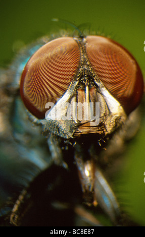 Nahaufnahme des Kopfes und der Facettenaugen von einem gemeinsamen Stubenfliege Musca domestica Stockfoto