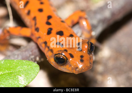 Höhle von Salamander Stockfoto