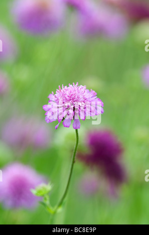 Knautia-macedonica-BIN elton Pastelle". Blumen Mazedonischen scabious bin Elton Pastelle" in einem Garten Grenze Stockfoto