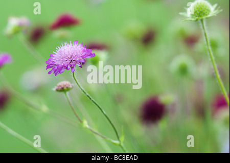 Knautia-macedonica-BIN elton Pastelle". Blumen Mazedonischen scabious bin Elton Pastelle" in einem Garten Grenze Stockfoto