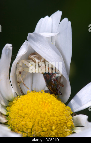 Krabbenspinne Essen Fehler auf Daisy Flat Rock Zeder Glade State Natural Area Tennessee Stockfoto