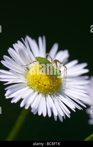 Grüne Lynx Spinne auf Daisy Berufkraut Flower Flat Rock Zeder Glade State Natural Area Tennessee Stockfoto