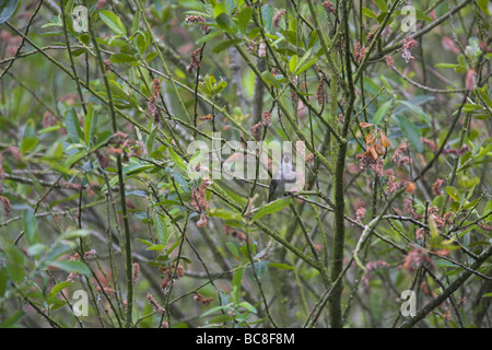 Mönchsgrasmücke Sylvia Atricapilla Gesang von Dichter Vegetation bei Schinken Wand Reserve, Somerset im Juni. Stockfoto