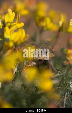 Gemeinsamen Kröte Bufo Bufo unter gemeinsamen Vogels-Fuß-Kleeblatt auf Grünland bei Priddy Mineries, Somerset im Juni. Stockfoto