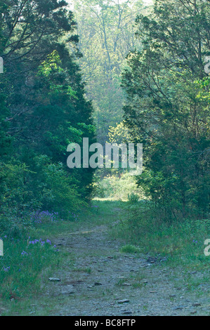 Scenic View Trail durch Felsplatte Zeder Glade bewahren Tennessee Stockfoto