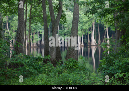 Wald der alte Zypressen im Wasser hickson See dagmar Wildlife Management Area Arkansas Stockfoto