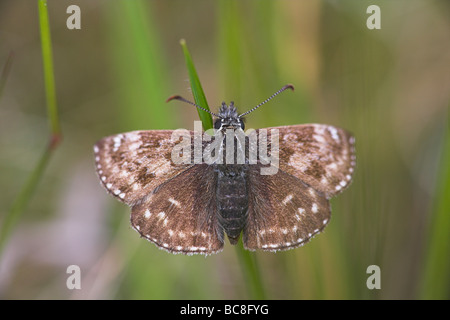 Schmuddeligen Skipper Erynnis Tages Aalen in der Sonne auf dem Rasen ergeben sich bei Priddy Mineries, Somerset im Juni. Stockfoto